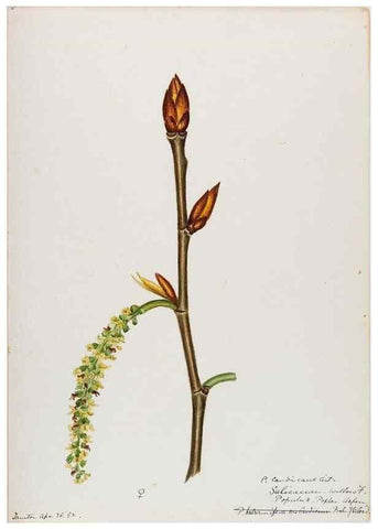 Reproducción/Reproduction 48787851906: [Water-color sketches of plants of North America and Europe]. . 