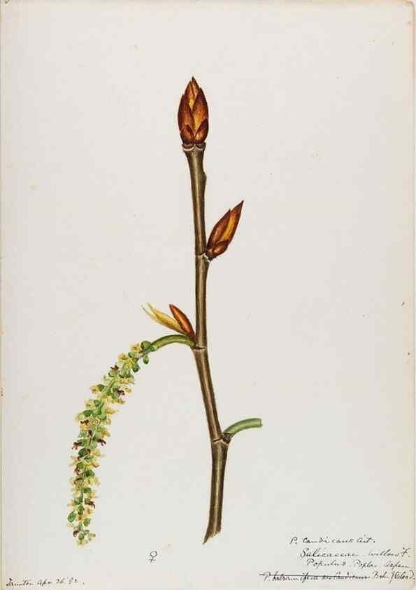Reproducción/Reproduction 48787851906: [Water-color sketches of plants of North America and Europe]. . 