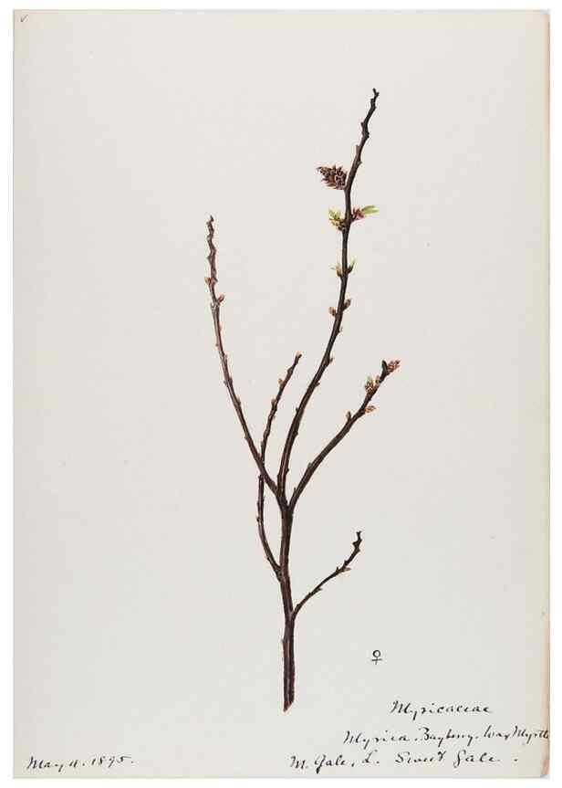 Reproducción/Reproduction 48787852136: [Water-color sketches of plants of North America and Europe]. . 