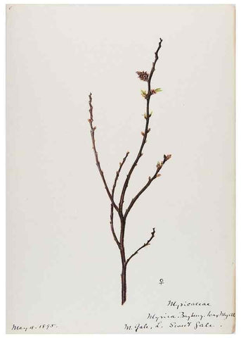 Reproducción/Reproduction 48787852136: [Water-color sketches of plants of North America and Europe]. . 