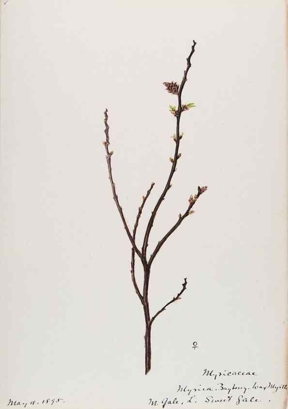 Reproducción/Reproduction 48787852136: [Water-color sketches of plants of North America and Europe]. . 
