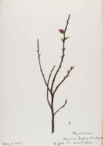 Reproducción/Reproduction 48787852136: [Water-color sketches of plants of North America and Europe]. . 