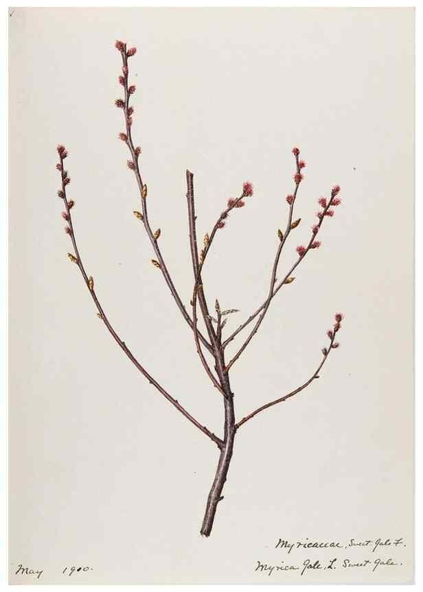 Reproducción/Reproduction 48787852436: [Water-color sketches of plants of North America and Europe]. . 