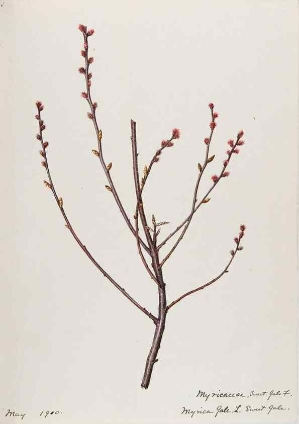 Reproducción/Reproduction 48787852436: [Water-color sketches of plants of North America and Europe]. . 