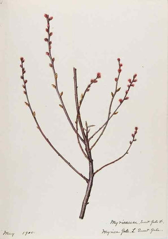 Reproducción/Reproduction 48787852436: [Water-color sketches of plants of North America and Europe]. . 