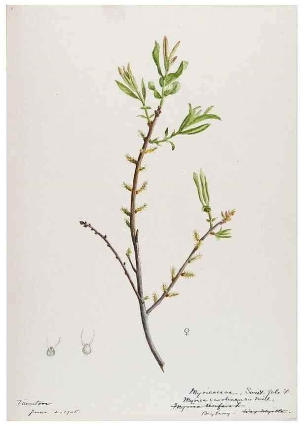 Reproducción/Reproduction 48787491893: [Water-color sketches of plants of North America and Europe]. . 