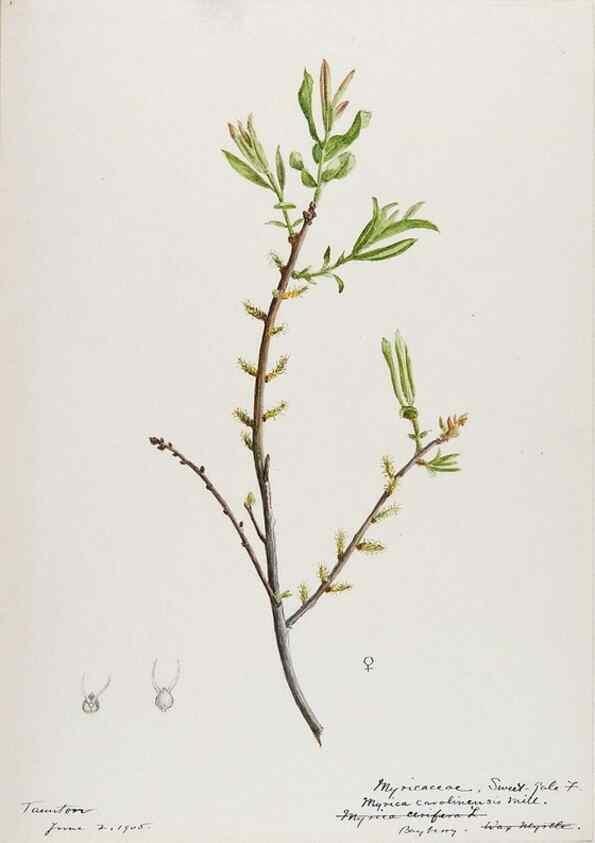Reproducción/Reproduction 48787491893: [Water-color sketches of plants of North America and Europe]. . 