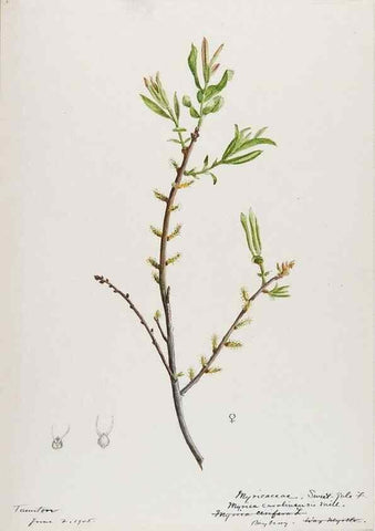 Reproducción/Reproduction 48787491893: [Water-color sketches of plants of North America and Europe]. . 