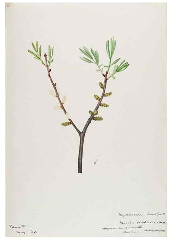 Reproducción/Reproduction 48788002842: [Water-color sketches of plants of North America and Europe]. . 
