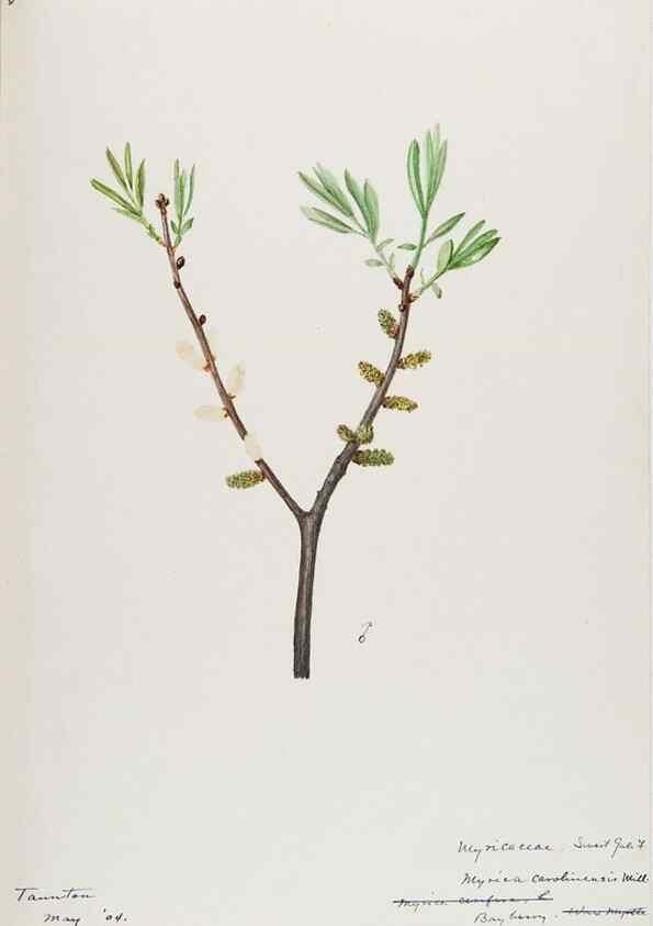 Reproducción/Reproduction 48788002842: [Water-color sketches of plants of North America and Europe]. . 