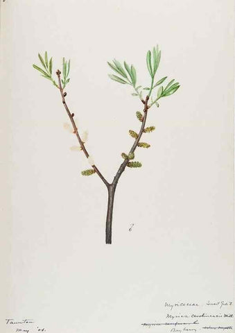 Reproducción/Reproduction 48788002842: [Water-color sketches of plants of North America and Europe]. . 