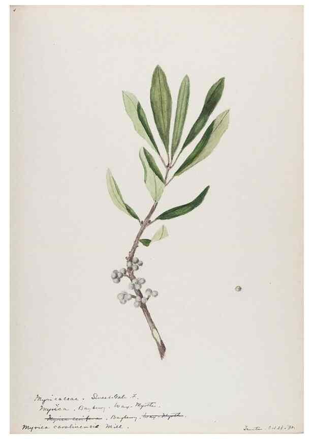 Reproducción/Reproduction 48787492428: [Water-color sketches of plants of North America and Europe]. . 