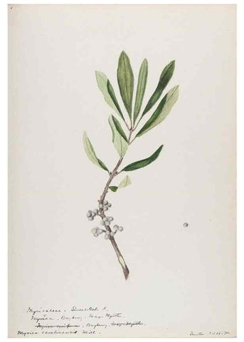 Reproducción/Reproduction 48787492428: [Water-color sketches of plants of North America and Europe]. . 