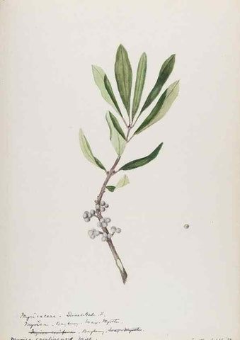 Reproducción/Reproduction 48787492428: [Water-color sketches of plants of North America and Europe]. . 
