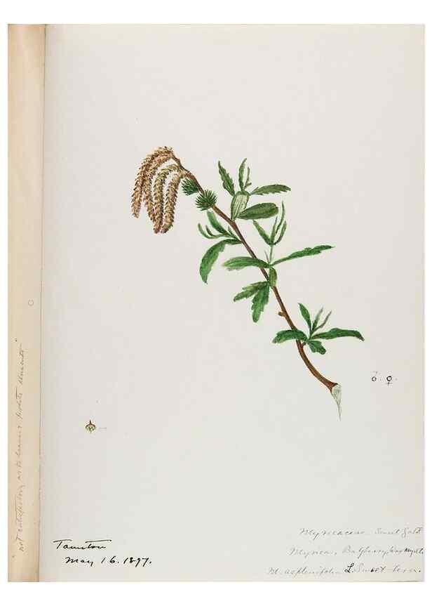 Reproducción/Reproduction 48788003387: [Water-color sketches of plants of North America and Europe]. . 
