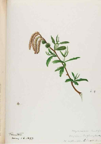 Reproducción/Reproduction 48788003387: [Water-color sketches of plants of North America and Europe]. . 