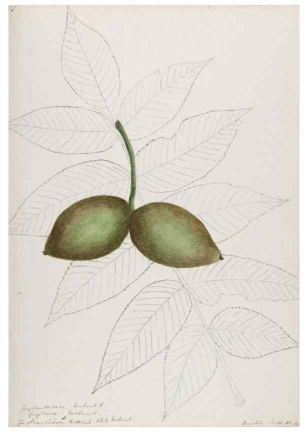 Reproducción/Reproduction 48787493038: [Water-color sketches of plants of North America and Europe]. . 