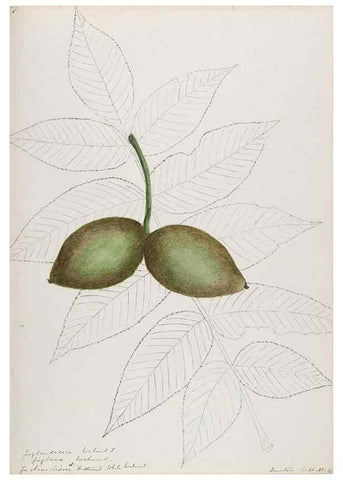Reproducción/Reproduction 48787493038: [Water-color sketches of plants of North America and Europe]. . 