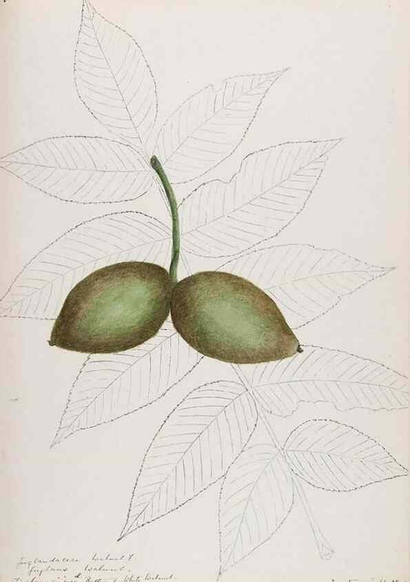 Reproducción/Reproduction 48787493038: [Water-color sketches of plants of North America and Europe]. . 