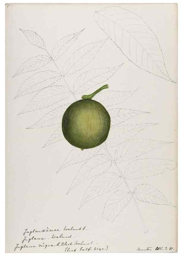 Reproducción/Reproduction 48787493338: [Water-color sketches of plants of North America and Europe]. . 