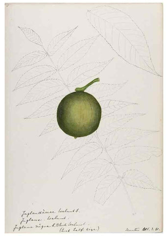Reproducción/Reproduction 48787493338: [Water-color sketches of plants of North America and Europe]. . 
