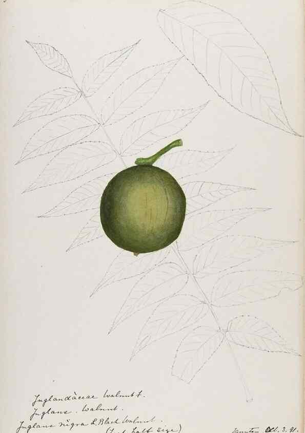 Reproducción/Reproduction 48787493338: [Water-color sketches of plants of North America and Europe]. . 