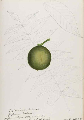 Reproducción/Reproduction 48787493338: [Water-color sketches of plants of North America and Europe]. . 