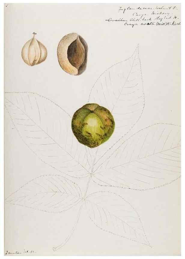Reproducción/Reproduction 48787854516: [Water-color sketches of plants of North America and Europe]. . 