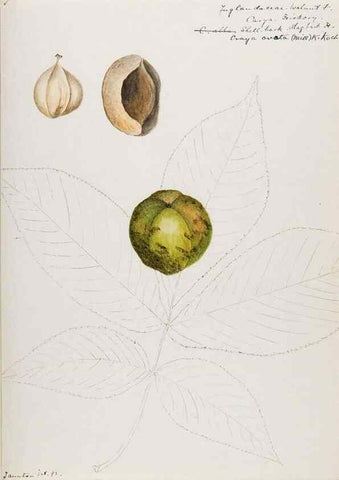 Reproducción/Reproduction 48787854516: [Water-color sketches of plants of North America and Europe]. . 