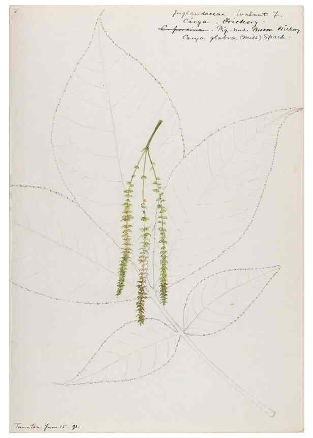 Reproducción/Reproduction 48787854801: [Water-color sketches of plants of North America and Europe]. . 