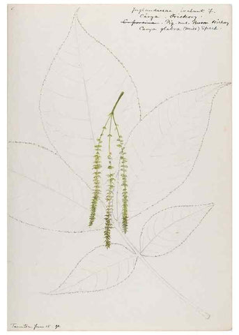 Reproducción/Reproduction 48787854801: [Water-color sketches of plants of North America and Europe]. . 