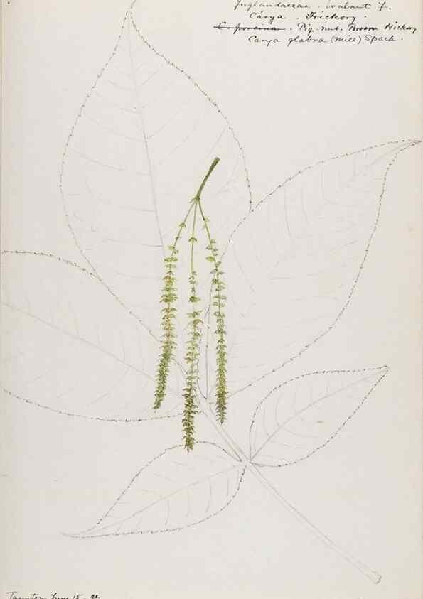 Reproducción/Reproduction 48787854801: [Water-color sketches of plants of North America and Europe]. . 