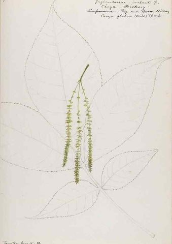 Reproducción/Reproduction 48787854801: [Water-color sketches of plants of North America and Europe]. . 