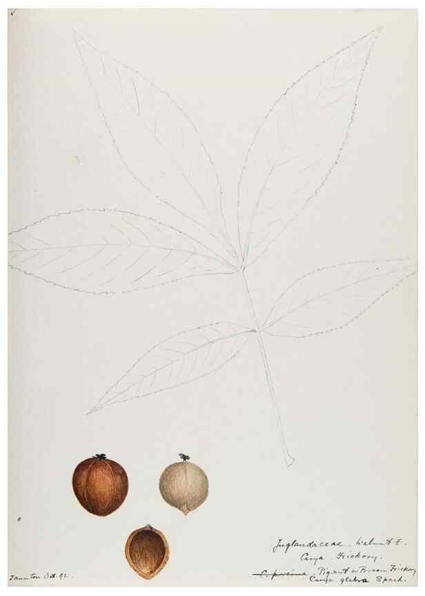 Reproducción/Reproduction 48787494193: [Water-color sketches of plants of North America and Europe]. . 