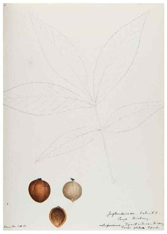 Reproducción/Reproduction 48787494193: [Water-color sketches of plants of North America and Europe]. . 
