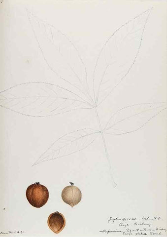 Reproducción/Reproduction 48787494193: [Water-color sketches of plants of North America and Europe]. . 