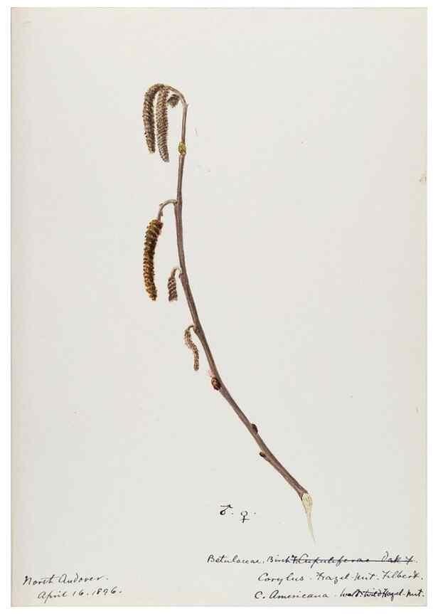 Reproducción/Reproduction 48788005117: [Water-color sketches of plants of North America and Europe]. . 