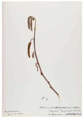Reproducción/Reproduction 48788005117: [Water-color sketches of plants of North America and Europe]. . 
