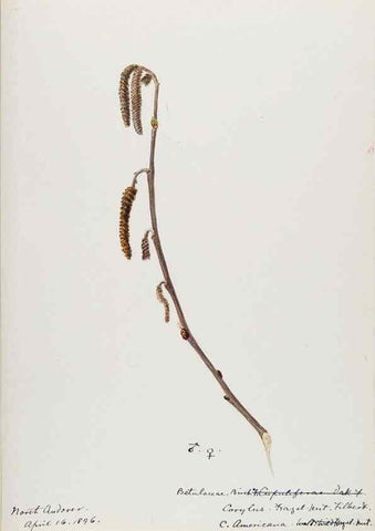 Reproducción/Reproduction 48788005117: [Water-color sketches of plants of North America and Europe]. . 