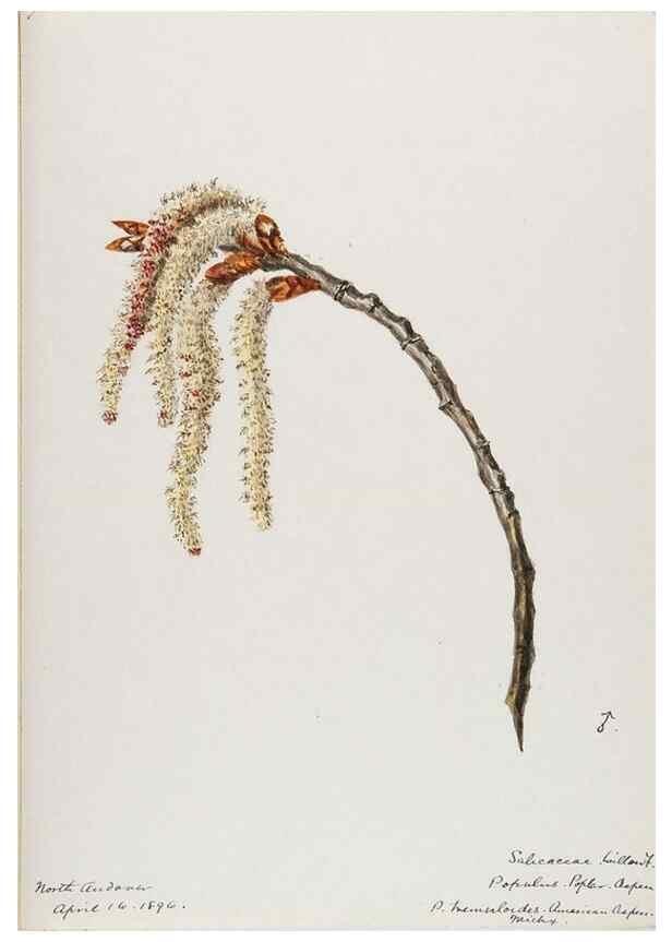 Reproducción/Reproduction 48787851026: [Water-color sketches of plants of North America and Europe]. . 