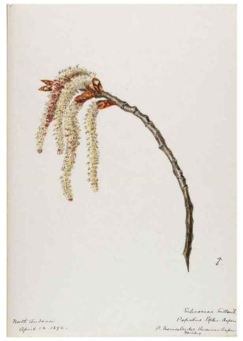 Reproducción/Reproduction 48787851026: [Water-color sketches of plants of North America and Europe]. . 