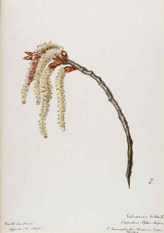 Reproducción/Reproduction 48787851026: [Water-color sketches of plants of North America and Europe]. . 