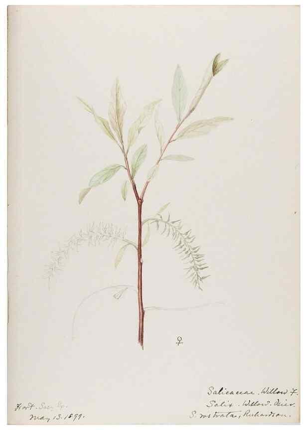 Reproducción/Reproduction 48787850796: [Water-color sketches of plants of North America and Europe]. . 