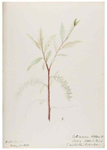 Reproducción/Reproduction 48787850796: [Water-color sketches of plants of North America and Europe]. . 