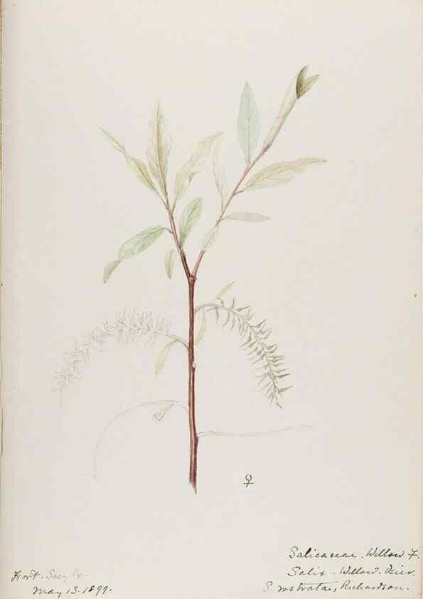 Reproducción/Reproduction 48787850796: [Water-color sketches of plants of North America and Europe]. . 
