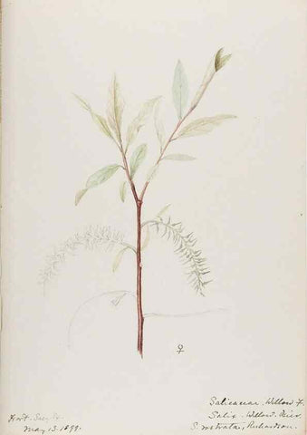 Reproducción/Reproduction 48787850796: [Water-color sketches of plants of North America and Europe]. . 