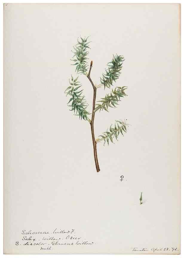 Reproducción/Reproduction 48788000222: [Water-color sketches of plants of North America and Europe]. . 