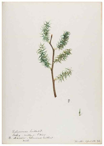 Reproducción/Reproduction 48788000222: [Water-color sketches of plants of North America and Europe]. . 