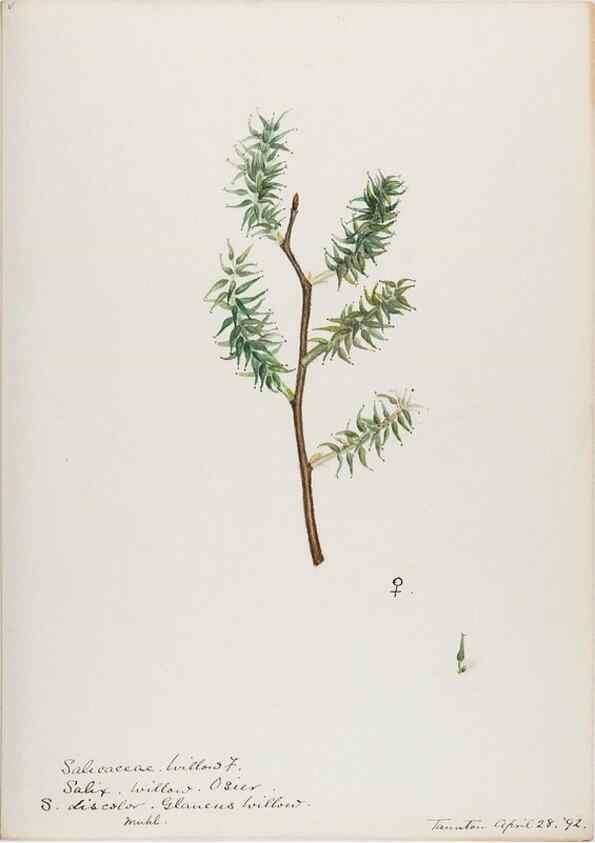 Reproducción/Reproduction 48788000222: [Water-color sketches of plants of North America and Europe]. . 