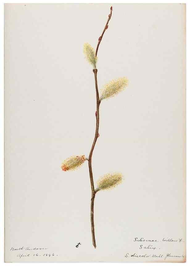 Reproducción/Reproduction 48787999982: [Water-color sketches of plants of North America and Europe]. . 